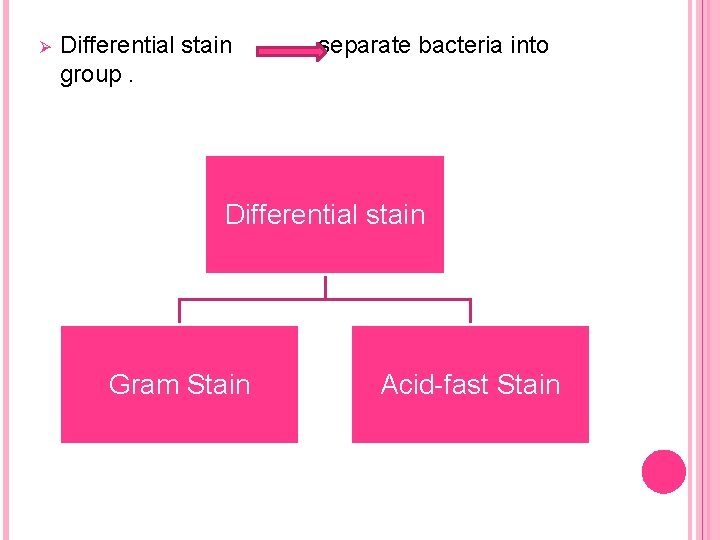 Ø Differential stain group. separate bacteria into Differential stain Gram Stain Acid-fast Stain 