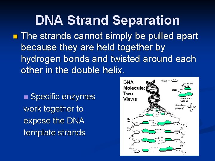 DNA Strand Separation n The strands cannot simply be pulled apart because they are