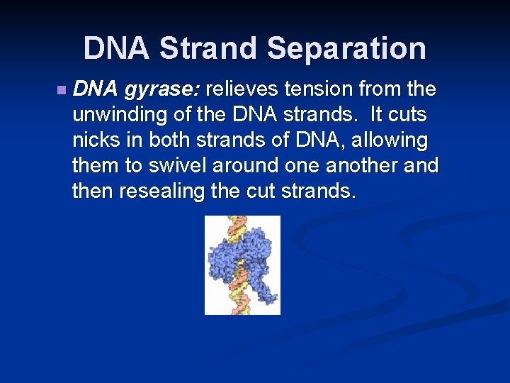 DNA Strand Separation n DNA gyrase: relieves tension from the unwinding of the DNA