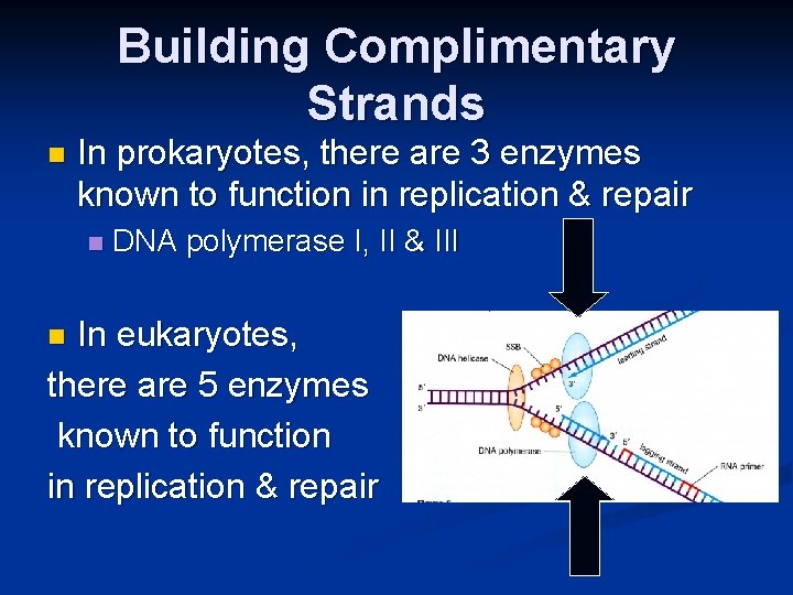 Building Complimentary Strands n In prokaryotes, there are 3 enzymes known to function in