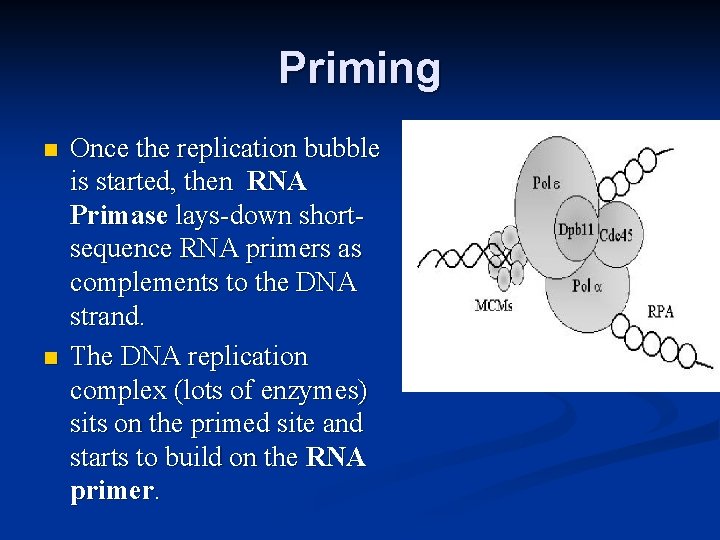 Priming n n Once the replication bubble is started, then RNA Primase lays-down shortsequence