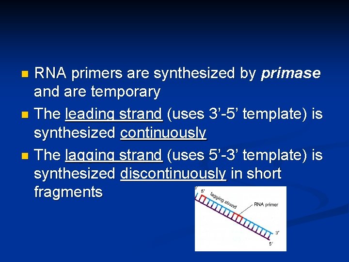 RNA primers are synthesized by primase and are temporary n The leading strand (uses