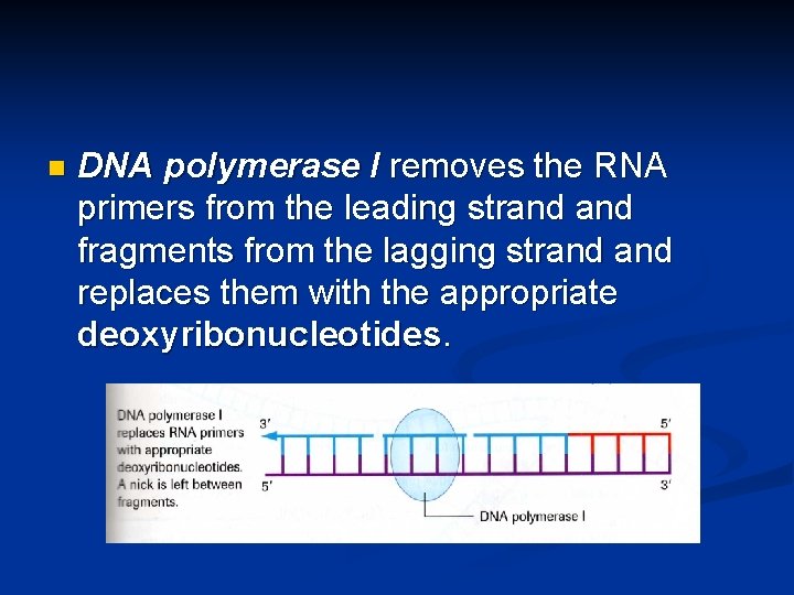 n DNA polymerase I removes the RNA primers from the leading strand fragments from