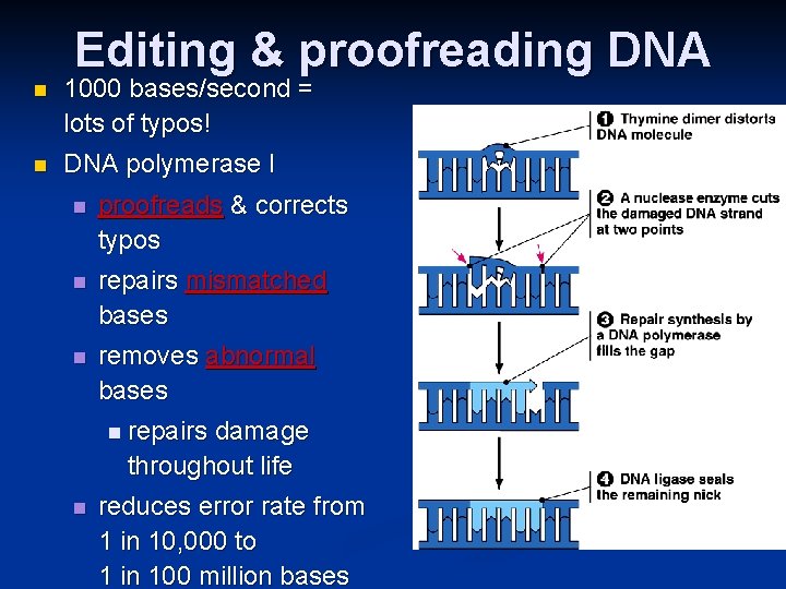 Editing & proofreading DNA n 1000 bases/second = lots of typos! n DNA polymerase