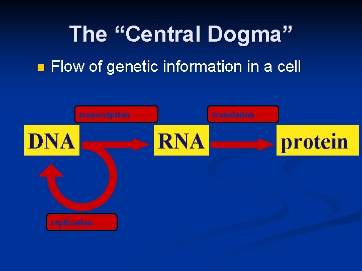 The “Central Dogma” n Flow of genetic information in a cell transcription DNA replication