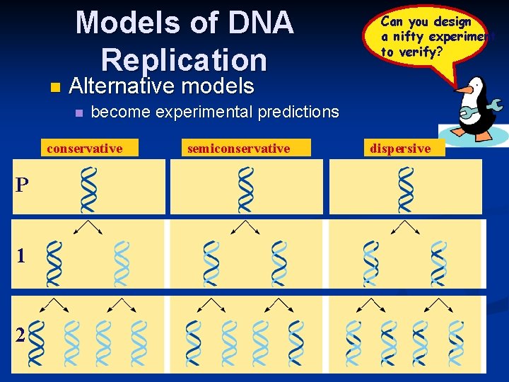Models of DNA Replication n Alternative models n become experimental predictions conservative P 1