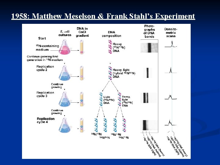 1958: Matthew Meselson & Frank Stahl’s Experiment 