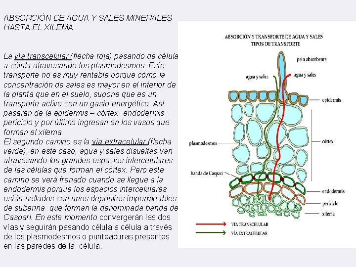 ABSORCIÓN DE AGUA Y SALES MINERALES HASTA EL XILEMA La vía transcelular (flecha roja)