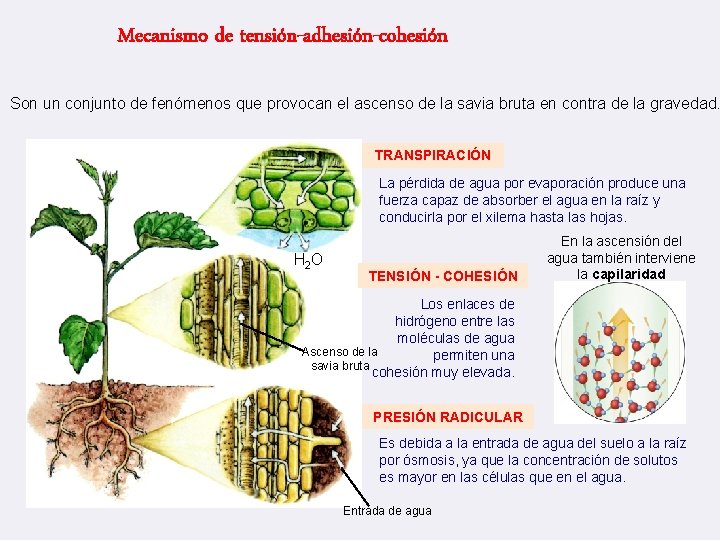 Mecanismo de tensión-adhesión-cohesión Son un conjunto de fenómenos que provocan el ascenso de la