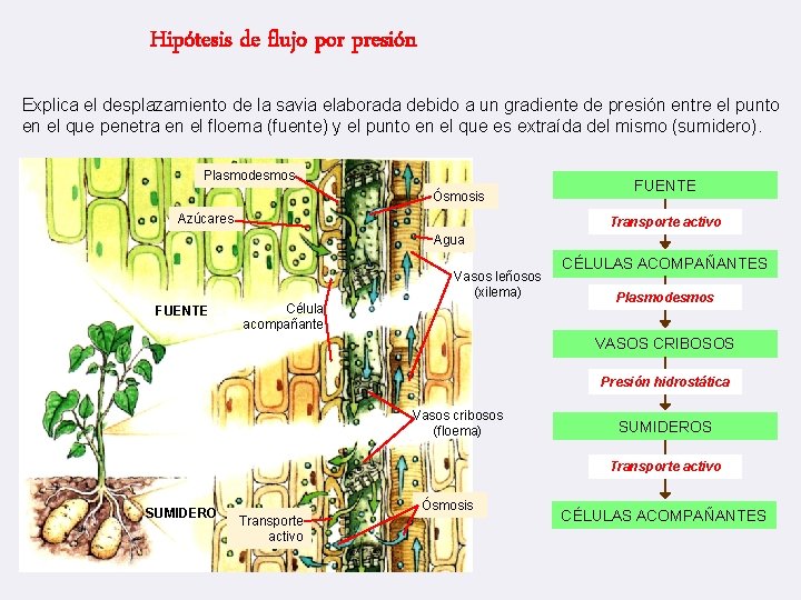 Hipótesis de flujo por presión Explica el desplazamiento de la savia elaborada debido a