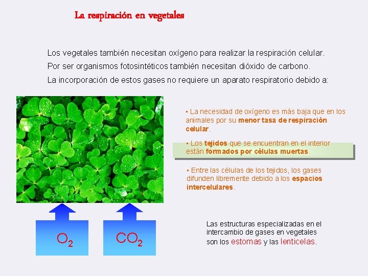 La respiración en vegetales Los vegetales también necesitan oxígeno para realizar la respiración celular.