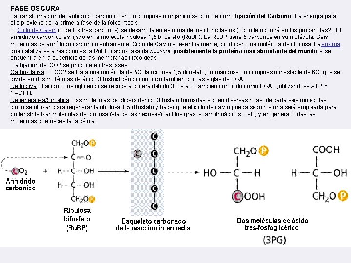 FASE OSCURA La transformación del anhídrido carbónico en un compuesto orgánico se conoce como