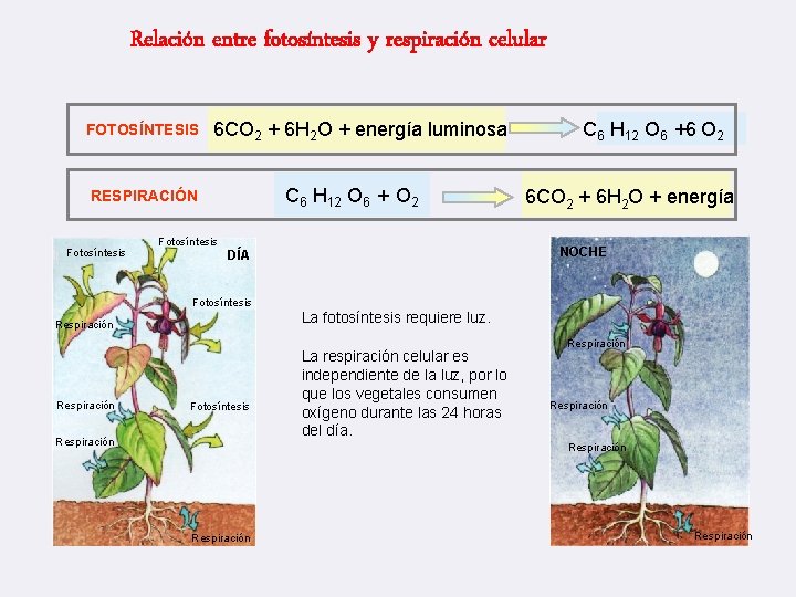 Relación entre fotosíntesis y respiración celular FOTOSÍNTESIS 6 CO 2 + 6 H 2