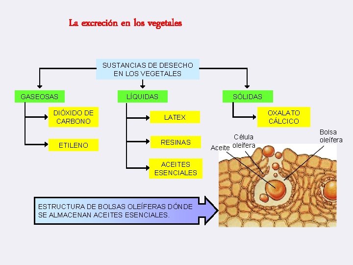 La excreción en los vegetales SUSTANCIAS DE DESECHO EN LOS VEGETALES GASEOSAS LÍQUIDAS DIÓXIDO