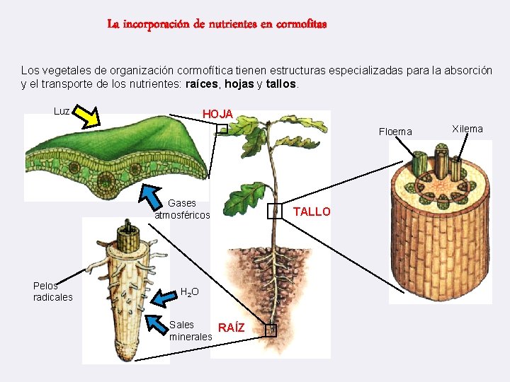 La incorporación de nutrientes en cormofitas Los vegetales de organización cormofítica tienen estructuras especializadas