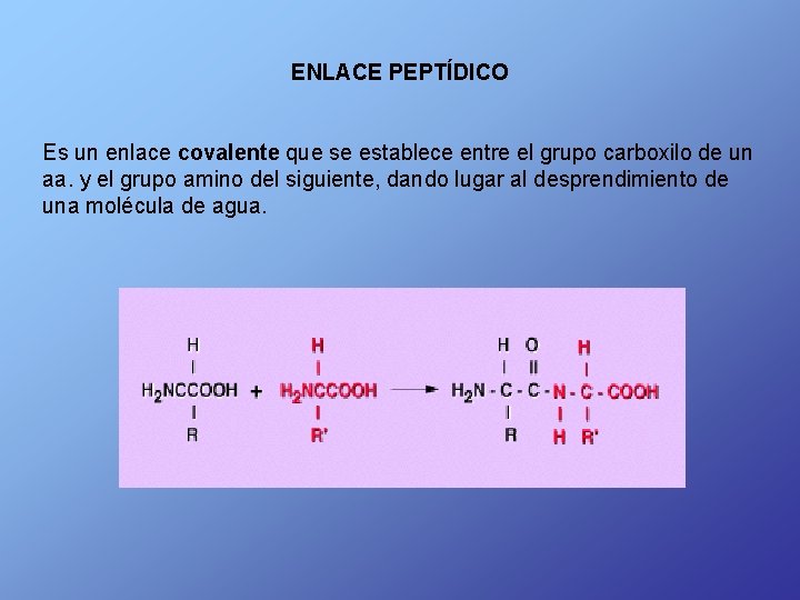 ENLACE PEPTÍDICO Es un enlace covalente que se establece entre el grupo carboxilo de