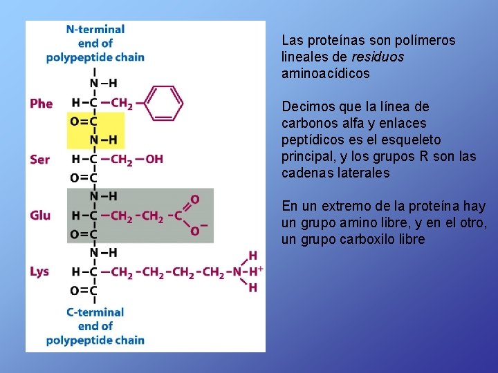 Las proteínas son polímeros lineales de residuos aminoacídicos Decimos que la línea de carbonos