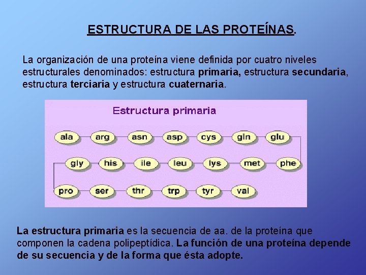 ESTRUCTURA DE LAS PROTEÍNAS. La organización de una proteína viene definida por cuatro niveles