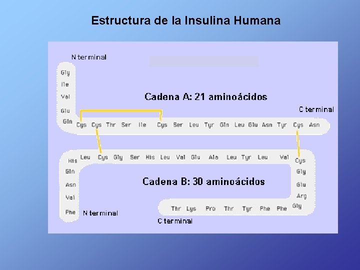 Estructura de la Insulina Humana 