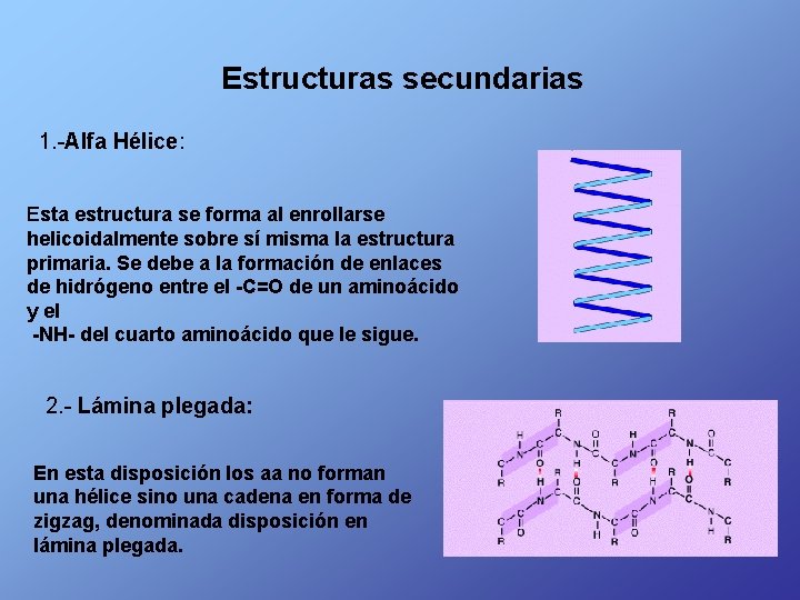  Estructuras secundarias 1. -Alfa Hélice: Esta estructura se forma al enrollarse helicoidalmente sobre