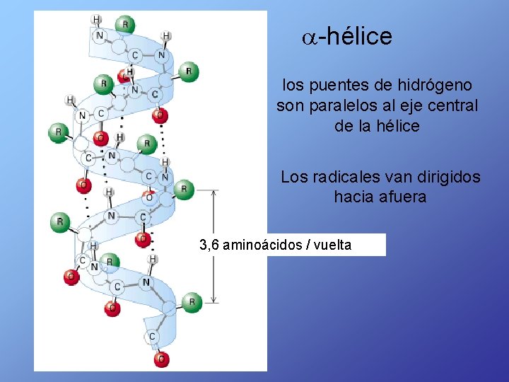  -hélice los puentes de hidrógeno son paralelos al eje central de la hélice