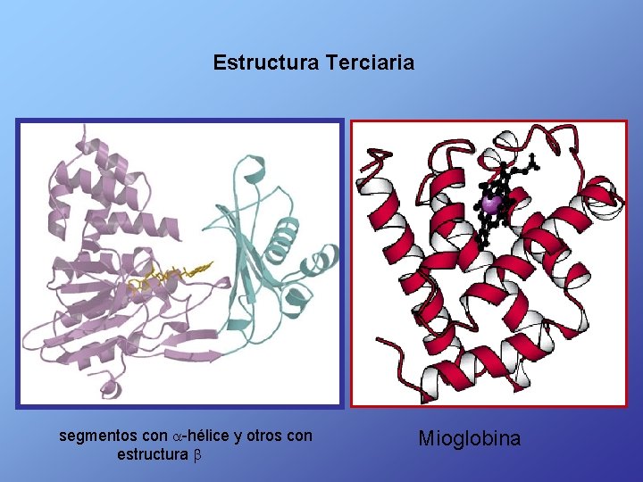 Estructura Terciaria segmentos con -hélice y otros con estructura b Mioglobina 