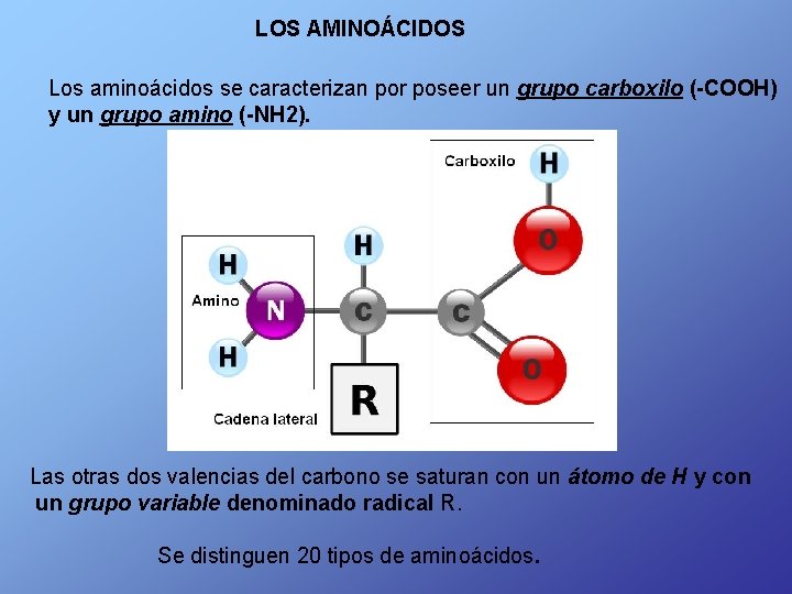  LOS AMINOÁCIDOS Los aminoácidos se caracterizan por poseer un grupo carboxilo (-COOH) y