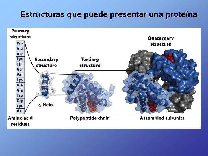 Estructuras que puede presentar una proteína 