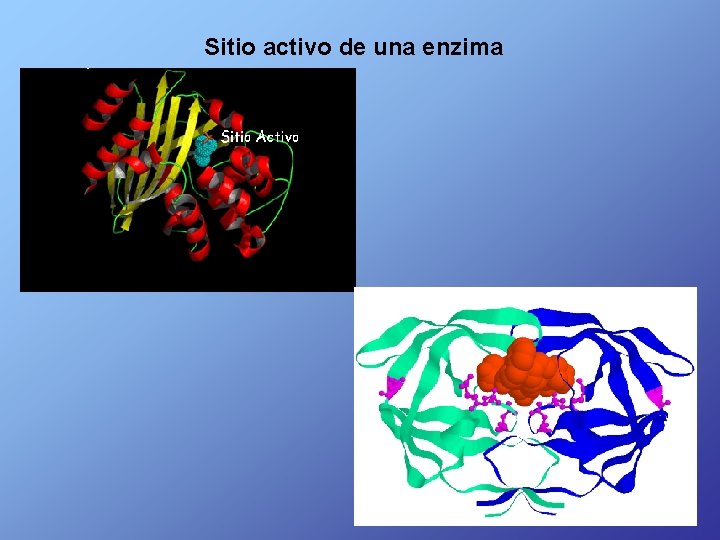 Sitio activo de una enzima 