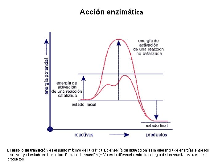 Acción enzimática El estado de transición es el punto máximo de la gráfica. La
