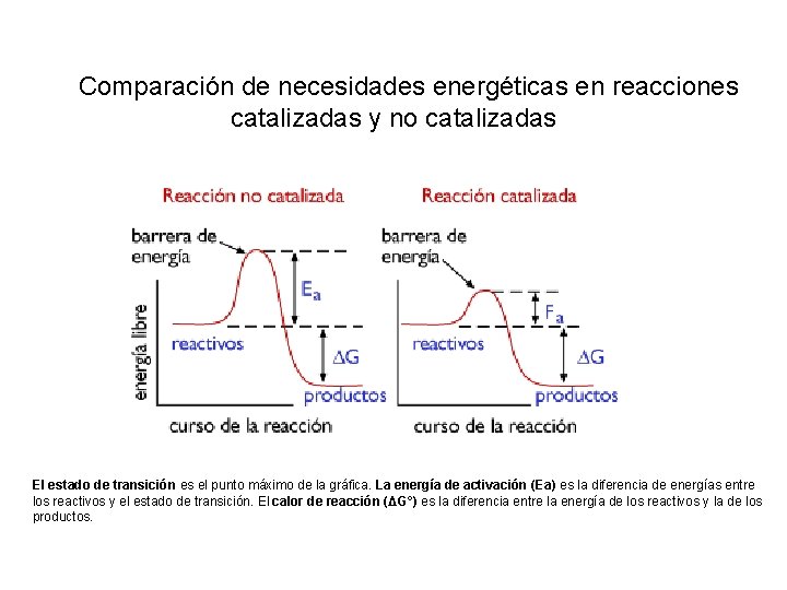  Comparación de necesidades energéticas en reacciones catalizadas y no catalizadas El estado de