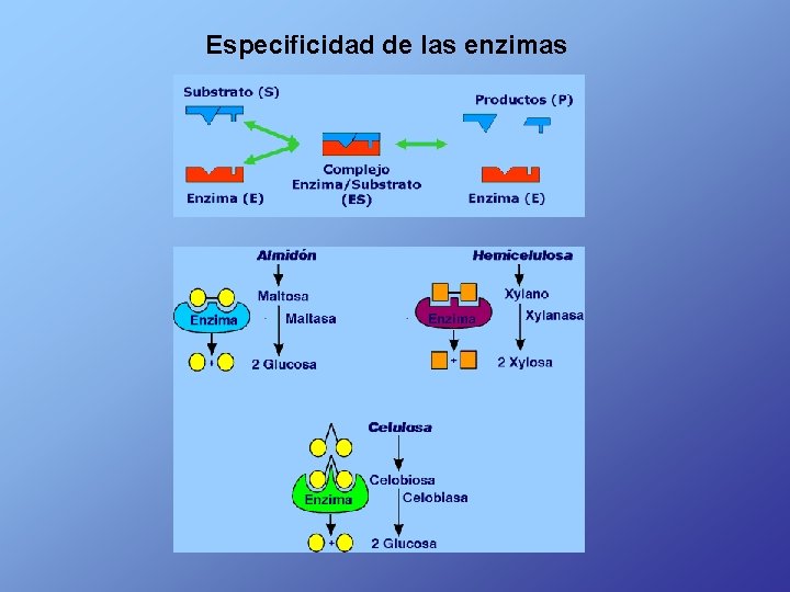 Especificidad de las enzimas 