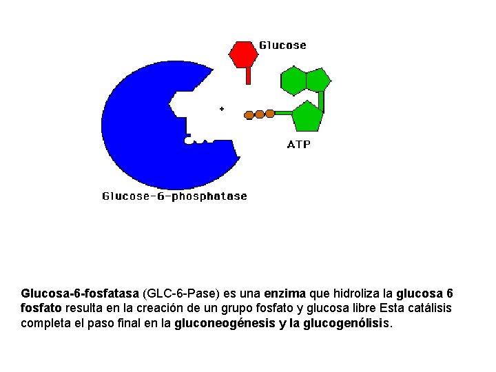 Glucosa-6 -fosfatasa (GLC-6 -Pase) es una enzima que hidroliza la glucosa 6 fosfato resulta