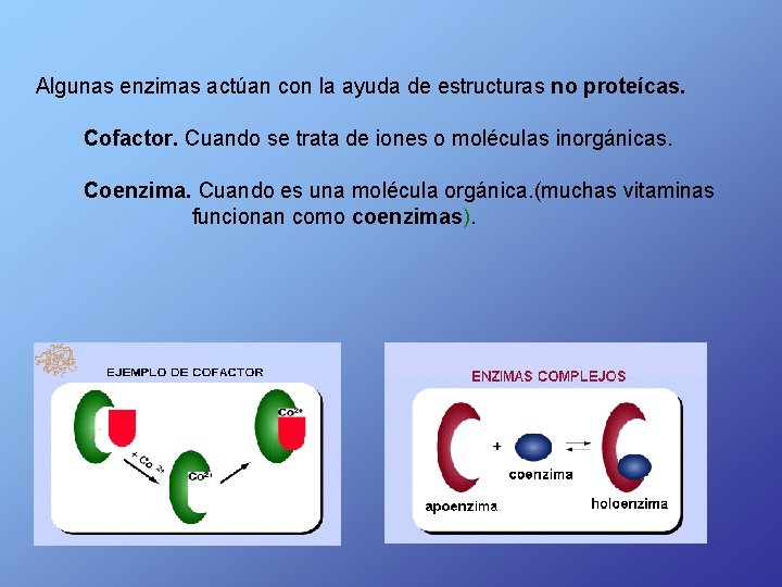  Algunas enzimas actúan con la ayuda de estructuras no proteícas. Cofactor. Cuando se