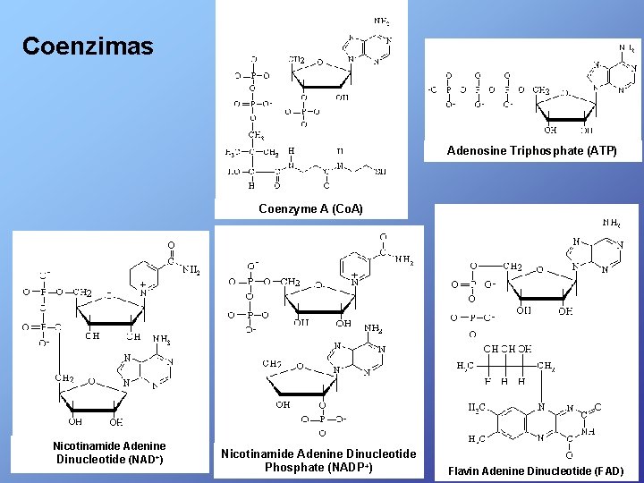Coenzimas Adenosine Triphosphate (ATP) Coenzyme A (Co. A) Nicotinamide Adenine Dinucleotide (NAD+) Nicotinamide Adenine