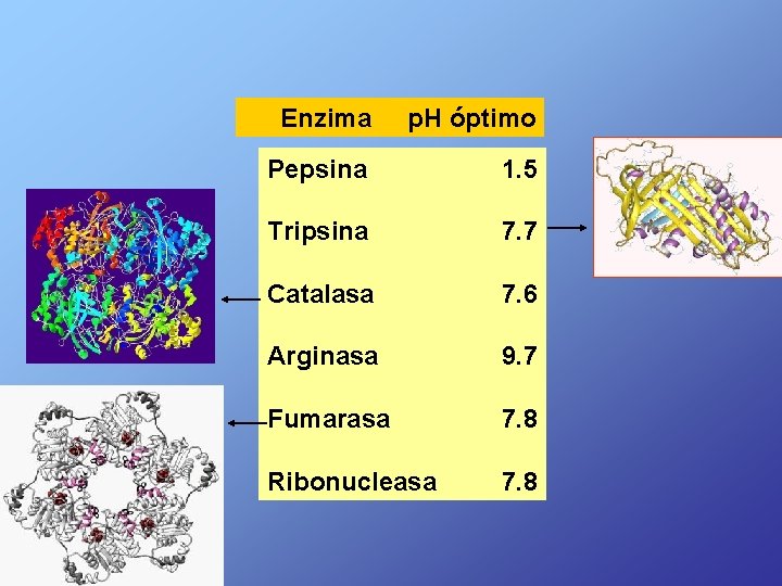  Enzima p. H óptimo Pepsina 1. 5 Tripsina 7. 7 Catalasa 7. 6