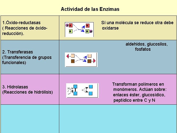 Actividad de las Enzimas 1. Óxido-reductasas ( Reacciones de óxidoreducción). 2. Transferasas (Transferencia de