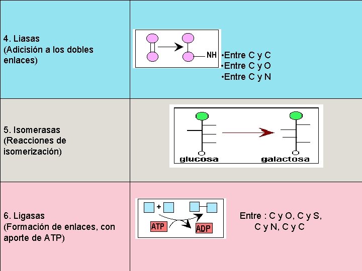  4. Liasas (Adicisión a los dobles enlaces) 5. Isomerasas (Reacciones de isomerización) 6.