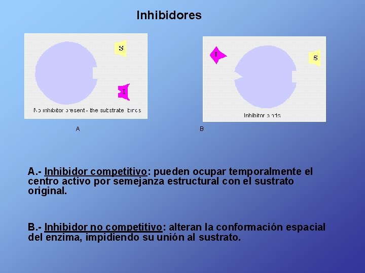 Inhibidores A B A. - Inhibidor competitivo: pueden ocupar temporalmente el centro activo por