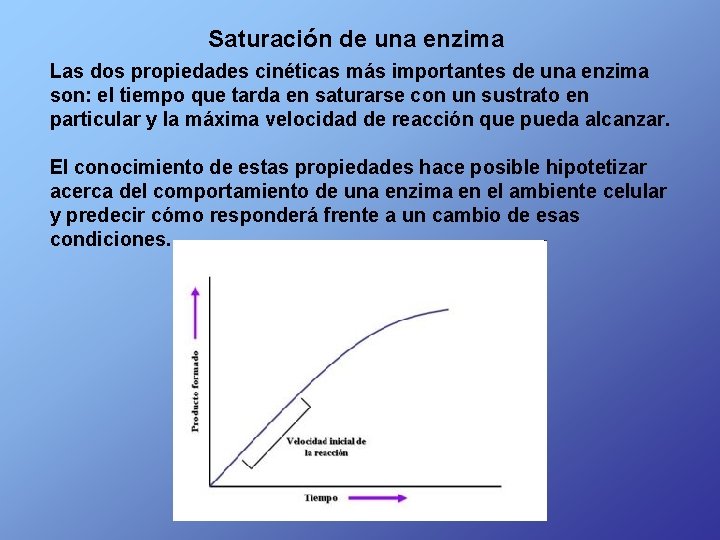 Saturación de una enzima Las dos propiedades cinéticas más importantes de una enzima son: