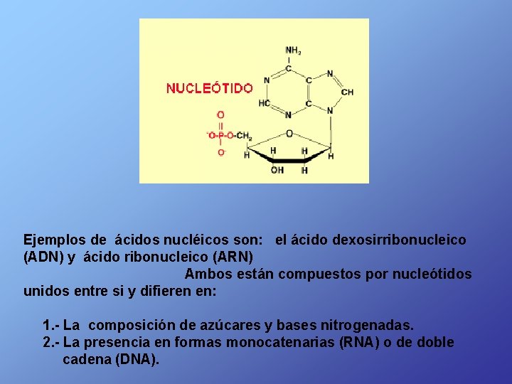 Ejemplos de ácidos nucléicos son: el ácido dexosirribonucleico (ADN) y ácido ribonucleico (ARN) Ambos