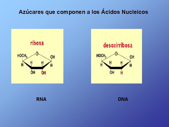 Azúcares que componen a los Ácidos Nucleicos RNA DNA 