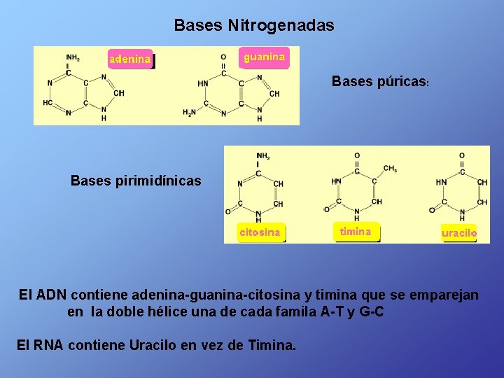 Bases Nitrogenadas Bases púricas: Bases pirimidínicas El ADN contiene adenina-guanina-citosina y timina que se