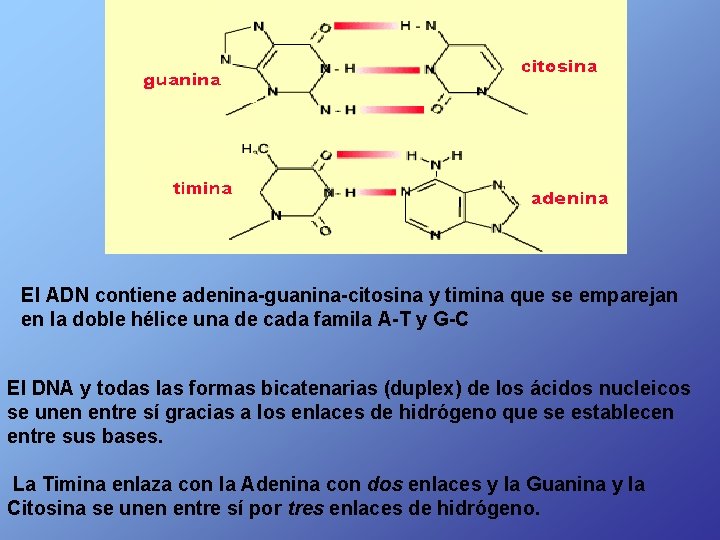 El ADN contiene adenina-guanina-citosina y timina que se emparejan en la doble hélice una