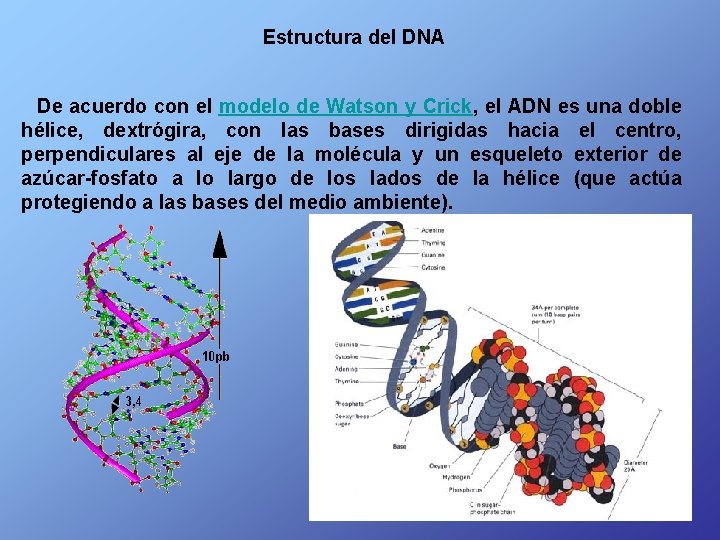 Estructura del DNA De acuerdo con el modelo de Watson y Crick, el ADN