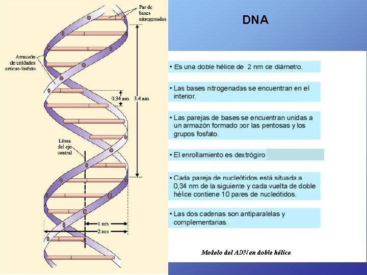 DNA 