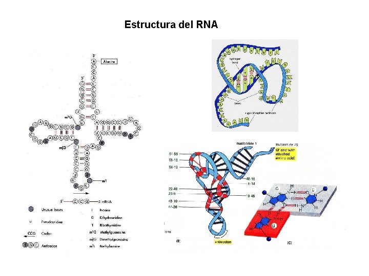 Estructura del RNA 
