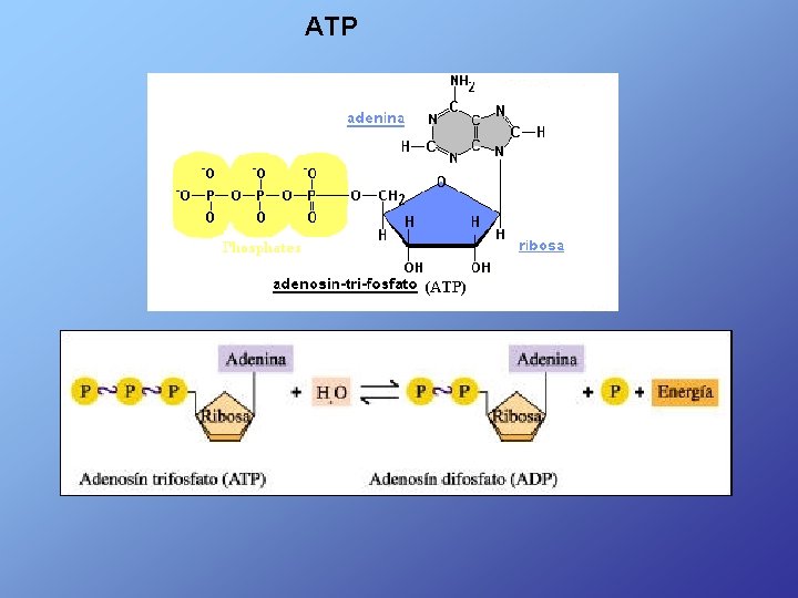 ATP 