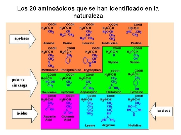Los 20 aminoácidos que se han identificado en la naturaleza 