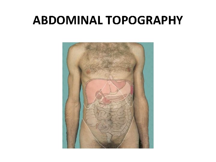 ABDOMINAL TOPOGRAPHY 